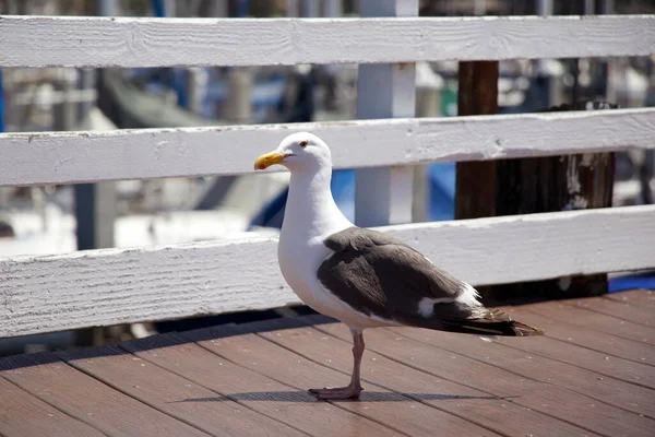 美国蓝天，白斑海鸥栖息在靠近海洋的一个码头上 — 图库照片
