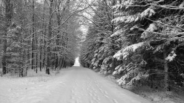 Snowy road covered with fresh snowfall going through a mixed forest. Some trees has no leaves.