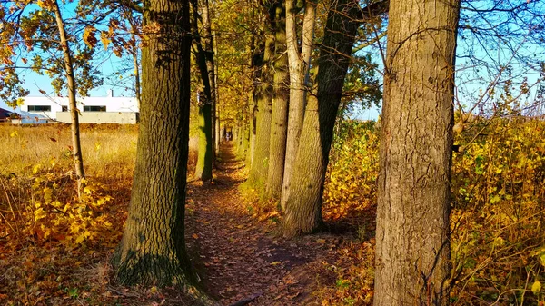 Naturalny Tunel Uprawianych Drzew Podczas Pięknego Jesiennego Słonecznego Dnia Ścieżka — Zdjęcie stockowe