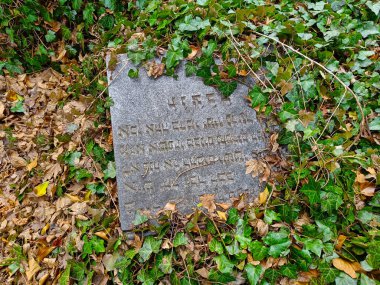 Mezar taşı ve sarmaşıkla kaplı İbranice senaryo. Mezar, Polonya 'nın Cieszyn kentindeki büyük bir Yahudi mezarlığının bir parçası..