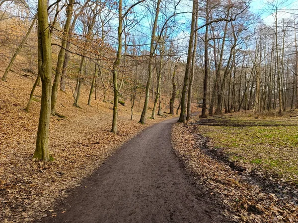 泥泞的道路穿过稀疏的冬季森林 落叶覆盖着地面 — 图库照片
