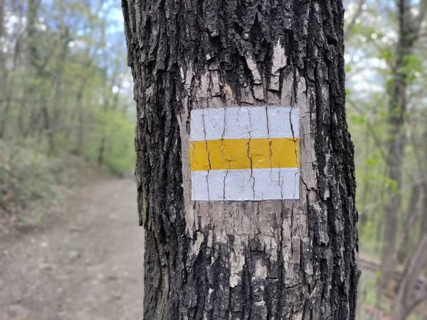 森林的树干上画着黄色的旅游路标 后面的路是模糊的 — 图库照片