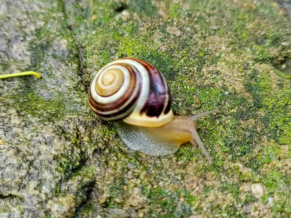 Snail Crawling Stone Covered Moss Shell Snail Rounded Has Purple — Photo