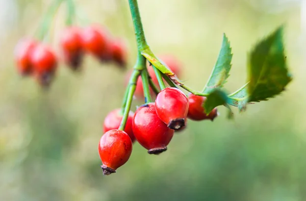 Briar berries — Stock Photo, Image