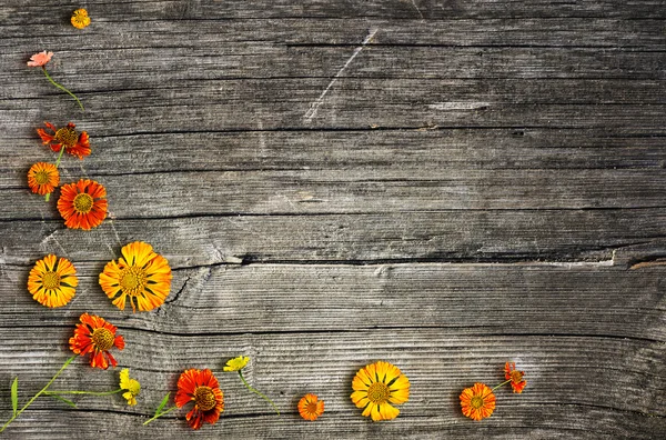 Flowers — Stock Image Flowers Stock Image