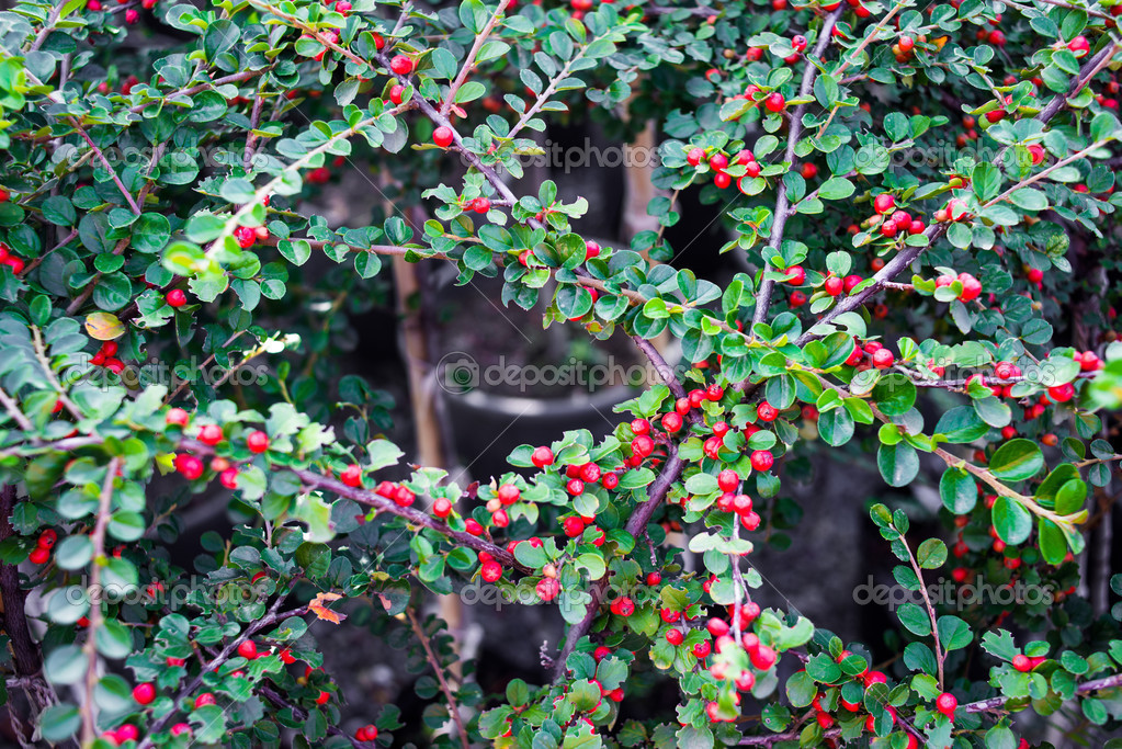 Cotoneaster horizontalis — Stockfotografi © gregorylee 31524655