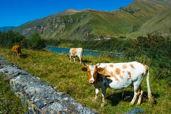 Vacas — Foto de Stock