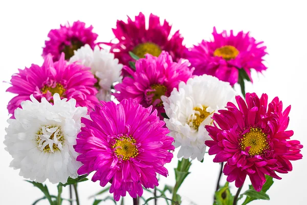 Aster — Stockfoto