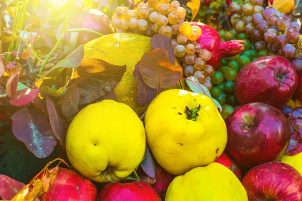 Frutas — Foto de Stock