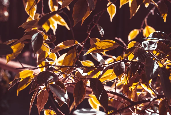 Leaves — Stock Photo, Image