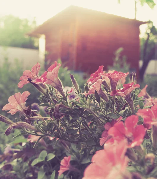 Petunia — Stock Photo, Image