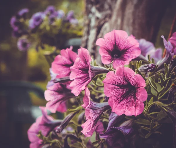 Petunia — Foto Stock