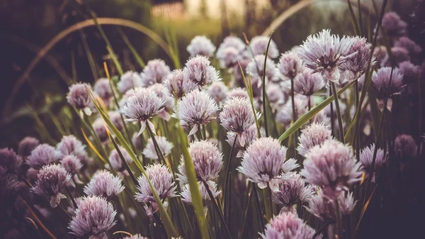 Garlic — Stock Photo, Image