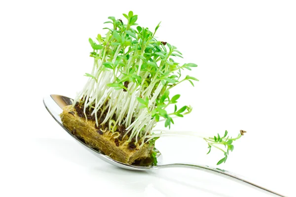 Cress on a spoon — Stock Photo, Image