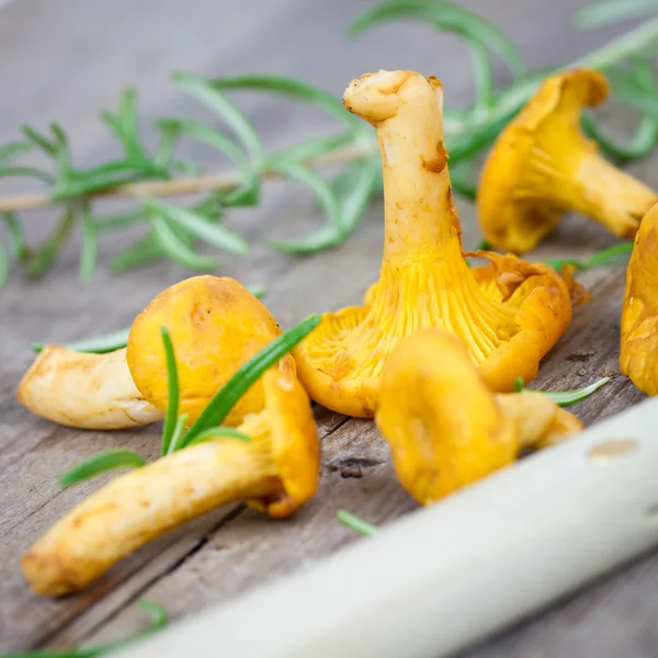 Chanterelles — Stock Photo, Image