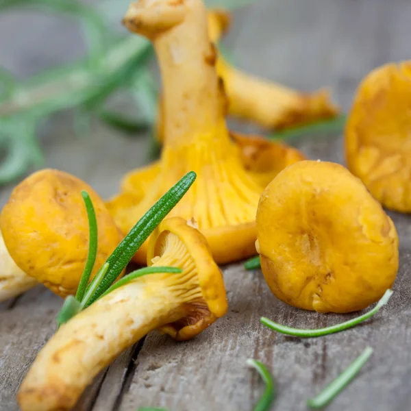 Chanterelles — Stock Photo, Image