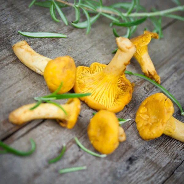 Chanterelles — Stock Photo, Image