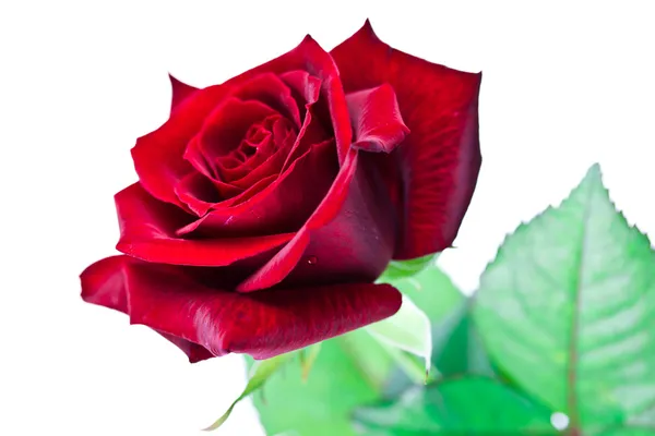 Red roses — Stock Photo, Image