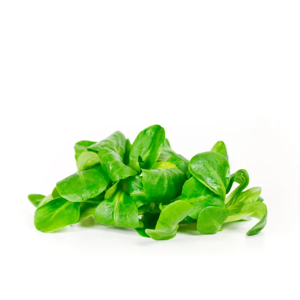 Salade geïsoleerd — Stockfoto