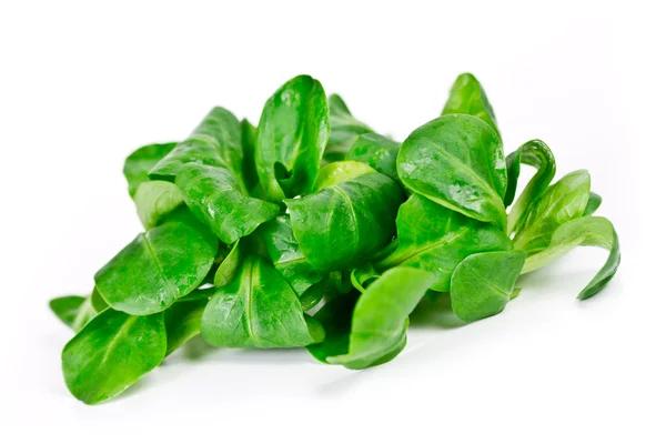 Salade geïsoleerd — Stockfoto