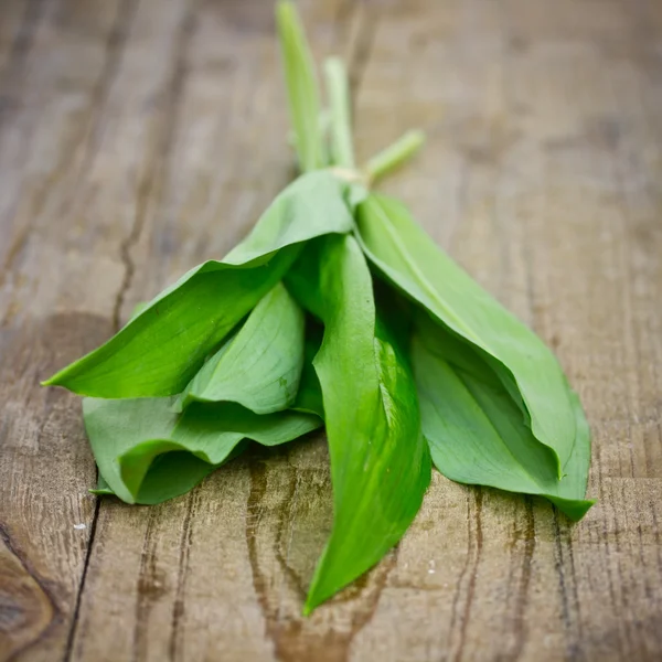 Bos knoflook — Stockfoto