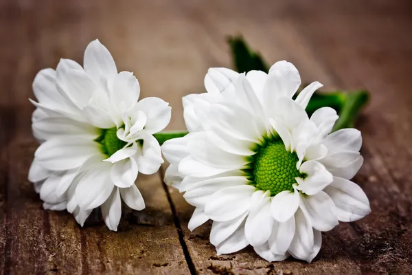 Flores blancas — Foto de Stock