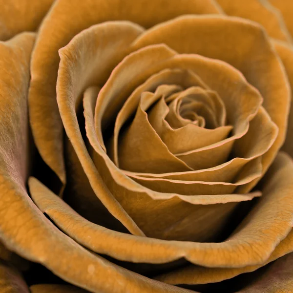 Rose closeup — Stock Photo, Image