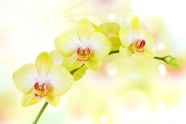 Orchidea — Foto Stock