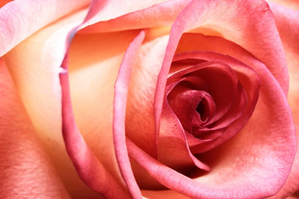 Pink rose — Stock Photo, Image