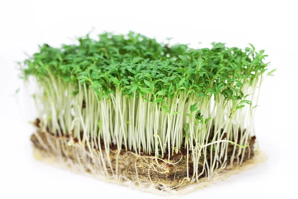 Cress isolerade — Stockfoto