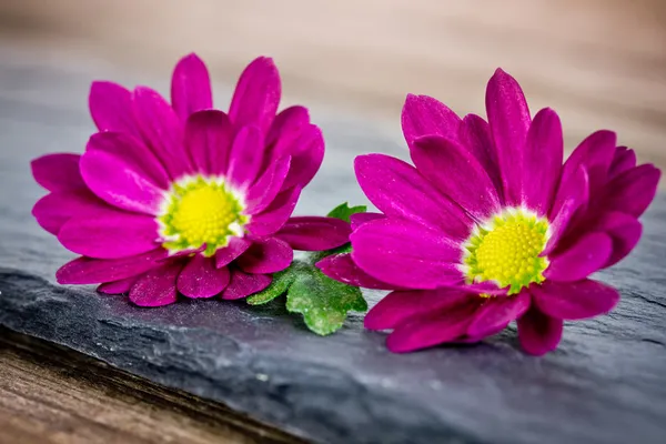 Flores cor de rosa — Fotografia de Stock