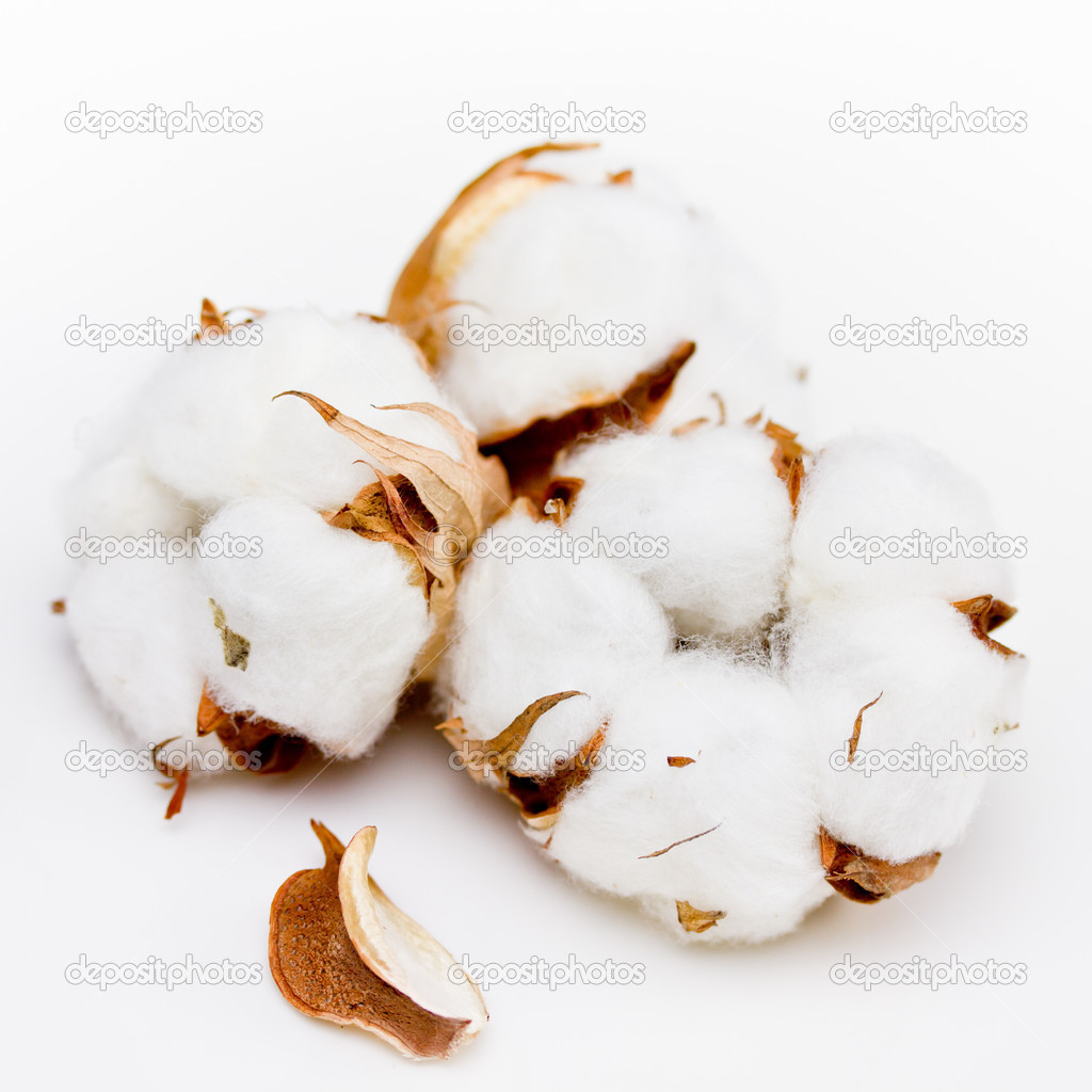 Cotton isolated