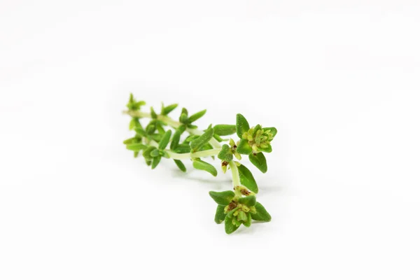 Fresh thyme — Stock Photo, Image