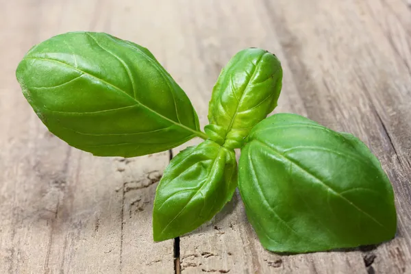 Fresh basil — Stock Photo, Image