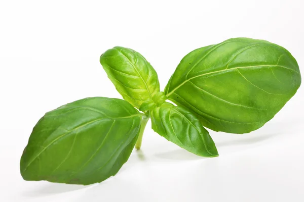 Fresh basil — Stock Photo, Image