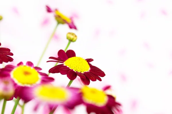 Flores violetas — Foto de Stock