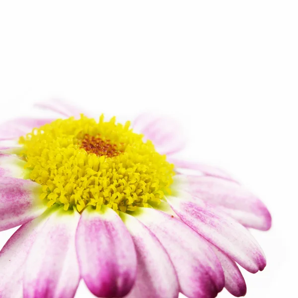 Daisy flowers — Stock Photo, Image