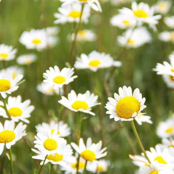 Fleurs de marguerite — Photo