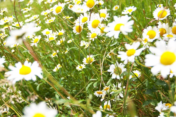 Flores de margarita — Foto de Stock