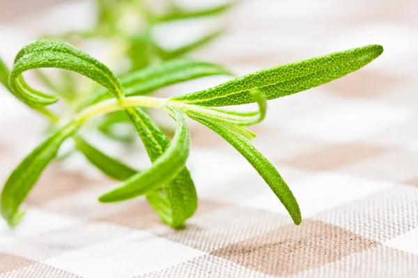 Rosemary — Stock Photo, Image