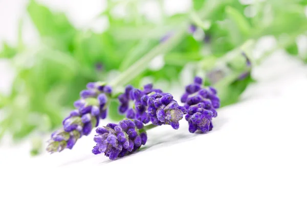 Lavendel — Stockfoto