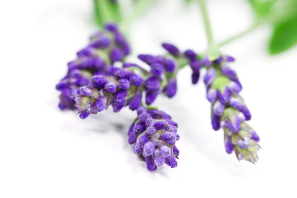 Lavanda — Fotografia de Stock