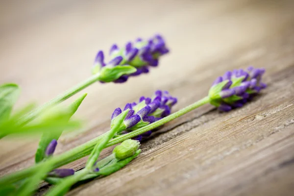 Lavanda — Fotografia de Stock