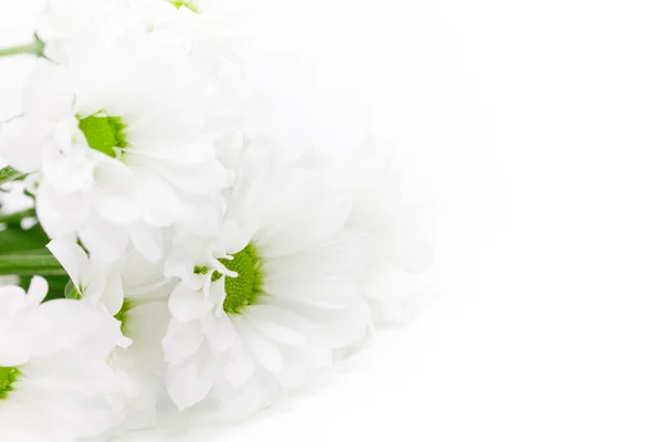 Flowers — Stock Photo, Image