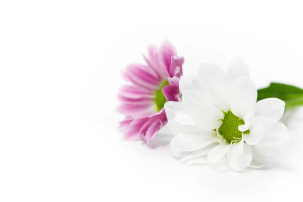 Flowers — Stock Photo, Image