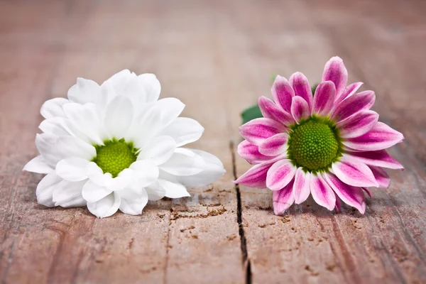 Flowers — Stock Photo, Image