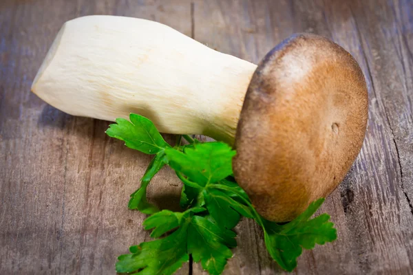 Mushrooms — Stock Photo, Image