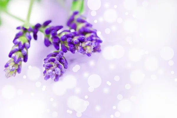 Lavendel — Stockfoto