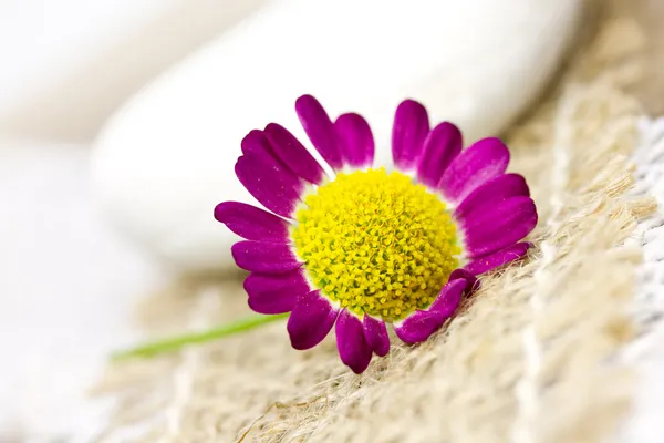 Pink flower — Stock Photo, Image