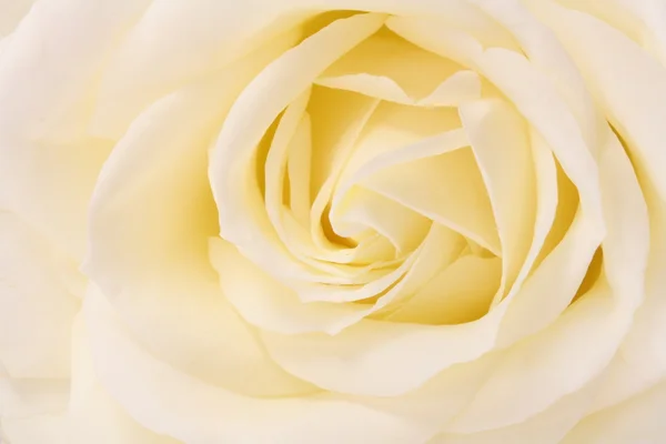 Rose close up — Stock Photo, Image